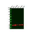 Recombinant Rac3 Antibody