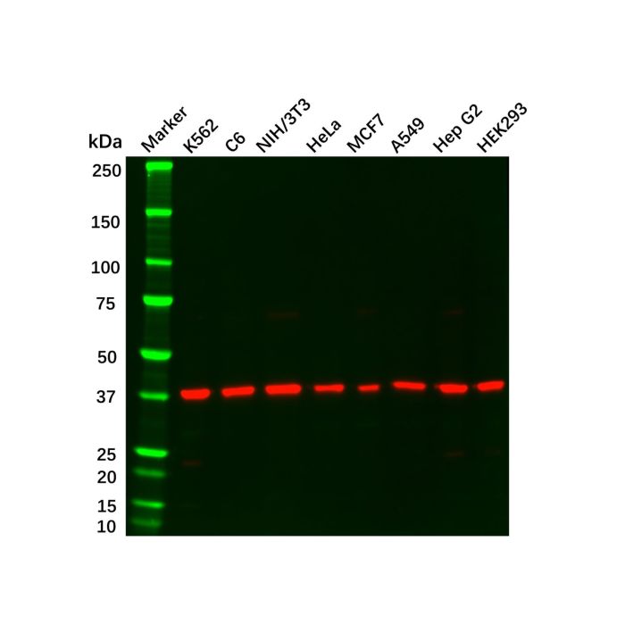 Recombinant ERK2 Antibody