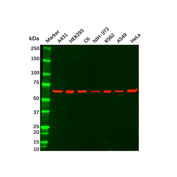 Recombinant G3BP Antibody