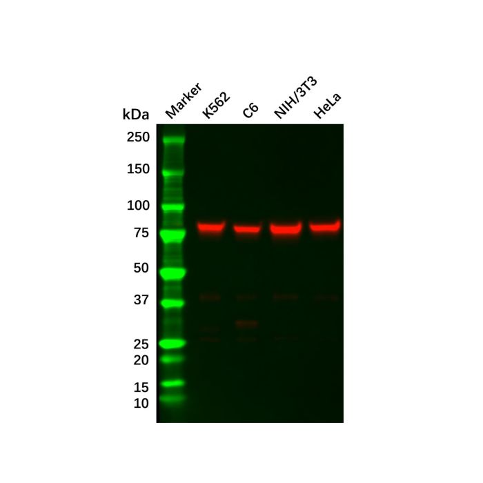 Recombinant IKK alpha Antibody