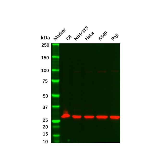 Recombinant KGF Antibody