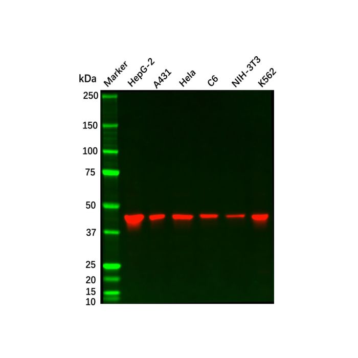 Recombinant SEC61A Antibody
