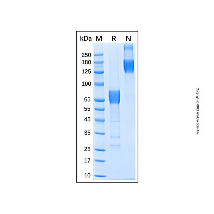 Recombinant Human 2B4/CD244/SLAMF4 Protein