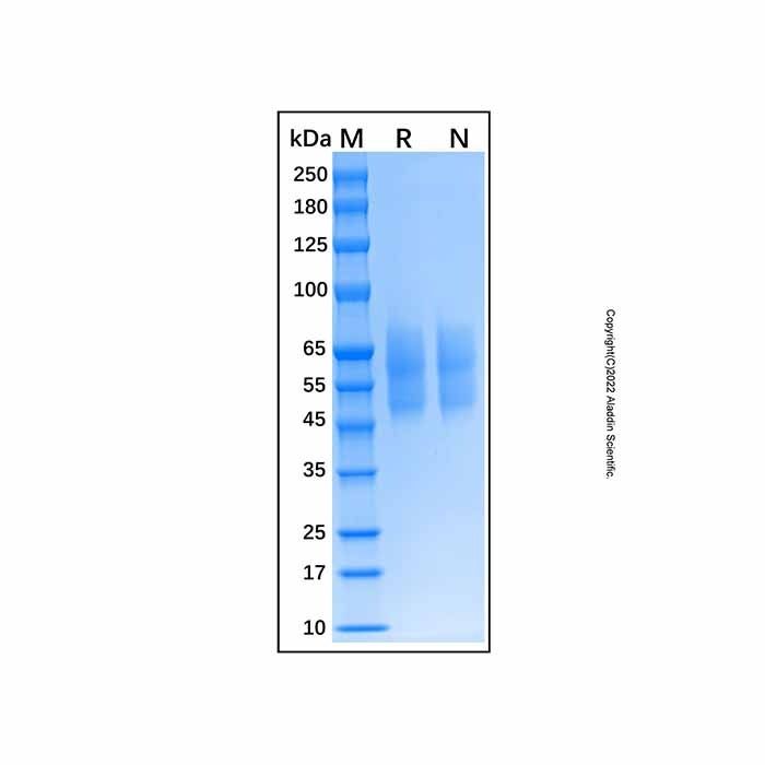 Recombinant Human 5T4 Protein