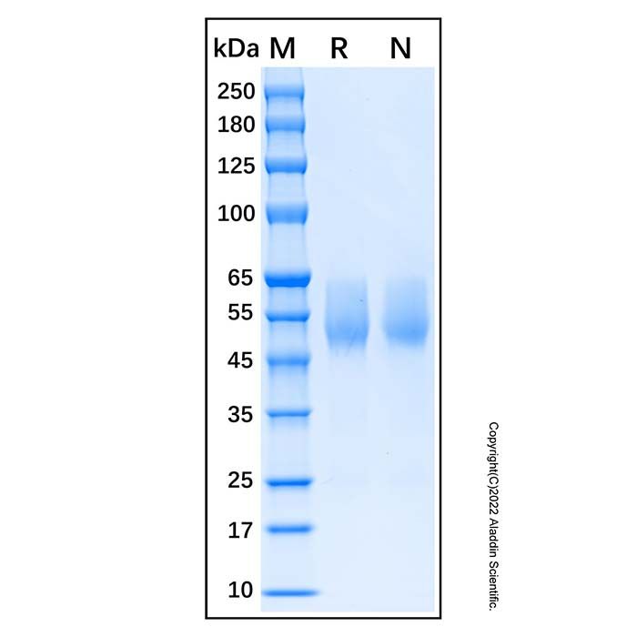Recombinant Human Serpin A3 Protein