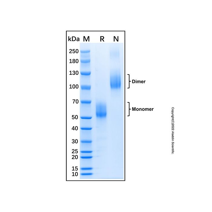 Recombinant Human Activin RIIB Protein