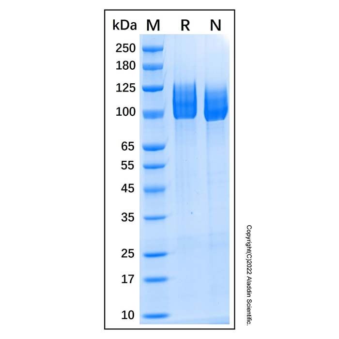 Recombinant Human Amyloid Precursor Protein