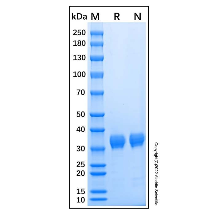 Recombinant Human Angiopoietin-like 4/ANGPTL4 Protein
