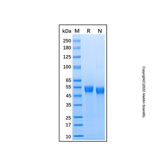 Recombinant Human Serpin C1/Antithrombin-III Protein
