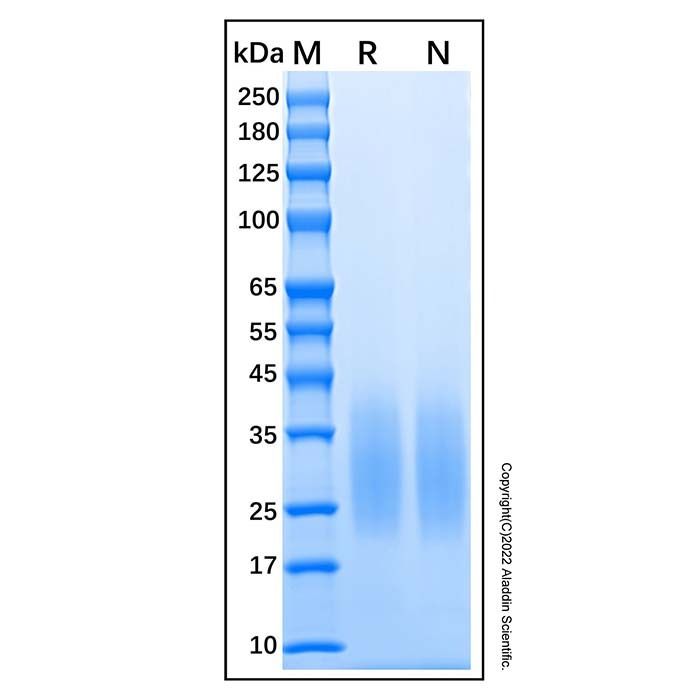 Recombinant Human BMPR2 protein