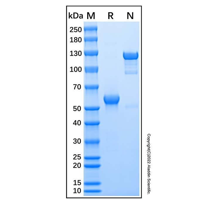 Recombinant Human CD277/BTN3A1 Protein