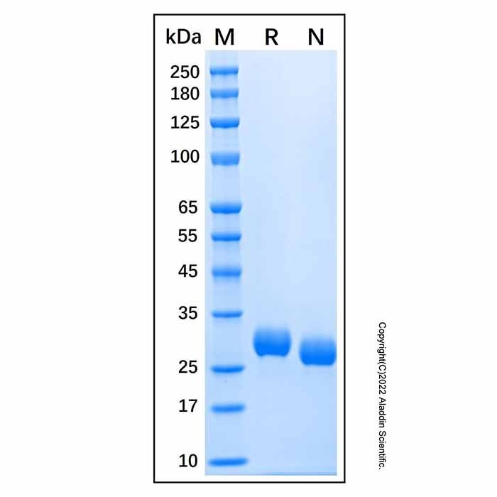 Recombinant Human BTN3A2 Protein