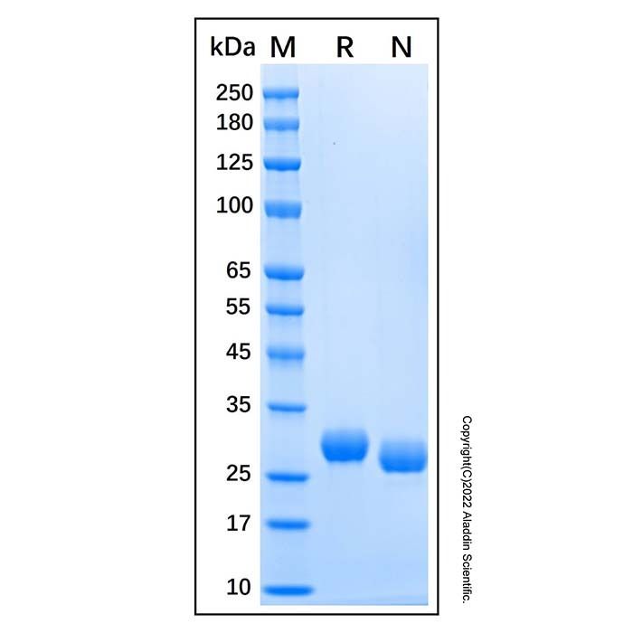 Recombinant Human BTN3A3 Protein