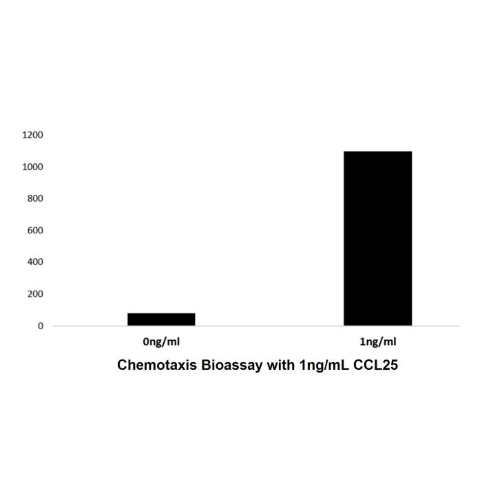 Recombinant Human CCL25 Protein