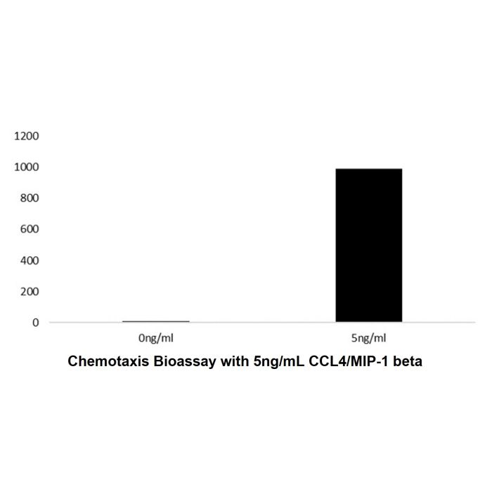 Recombinant Human CCL4/MIP-1 beta Protein