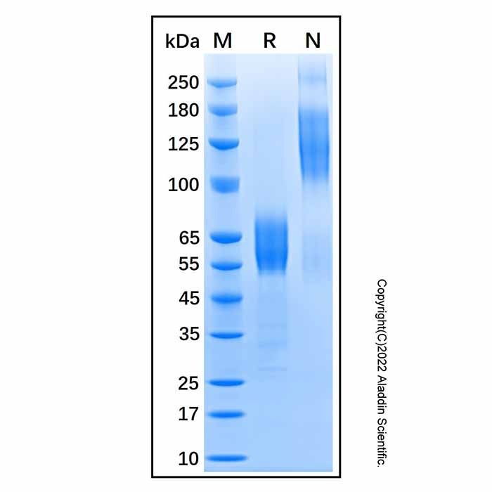 Recombinant Human CD300a/LMIR1 Protein