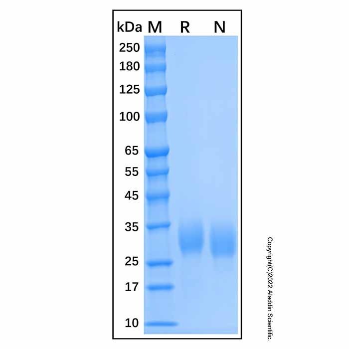 Recombinant Human Fc gamma RIIA/CD32a Protein
