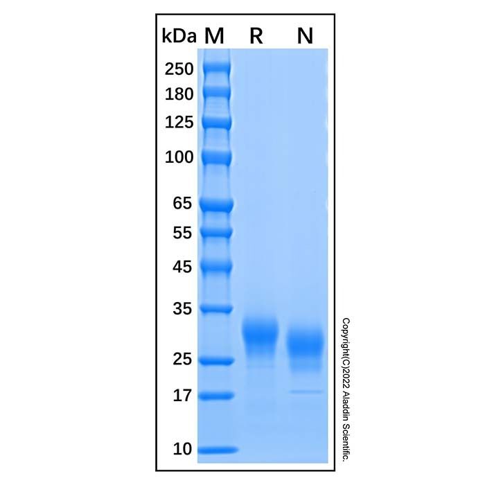 Recombinant Human Fc gamma RIIB/CD32b Protein
