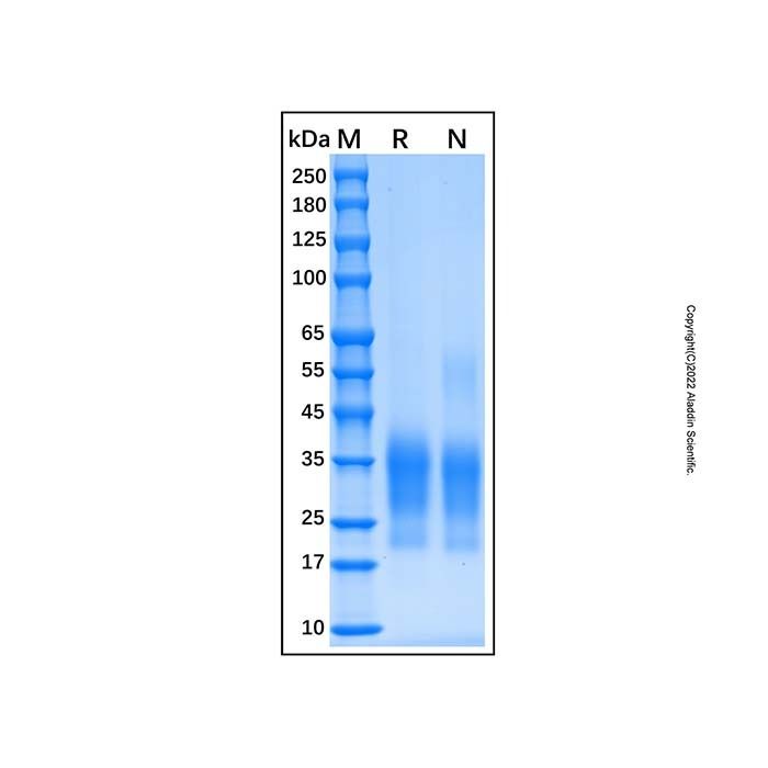 Recombinant Human CD79B Protein
