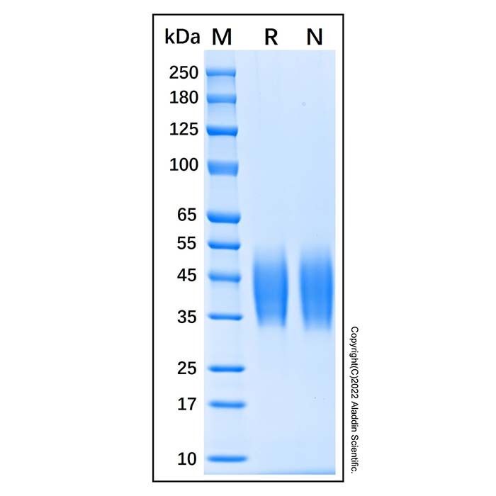 Recombinant Human FCAR/CD89 Protein