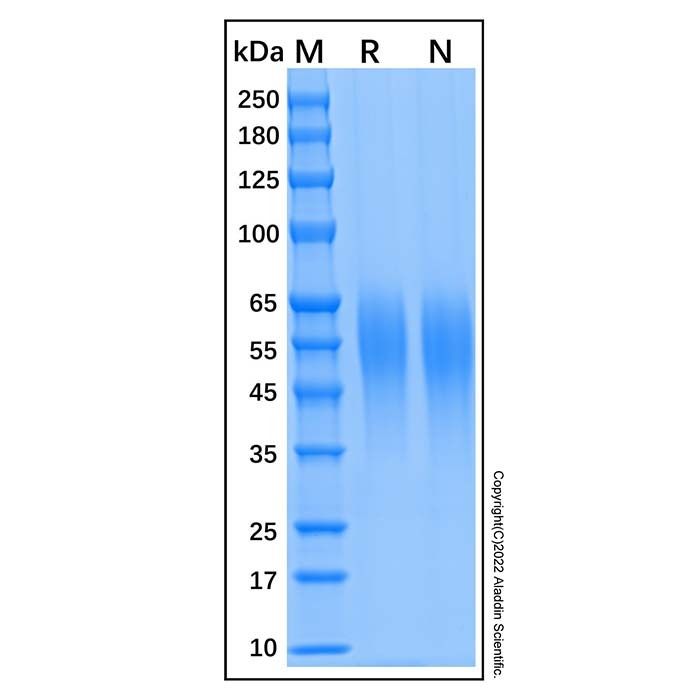 Recombinant Human CEACAM-6/CD66c Protein