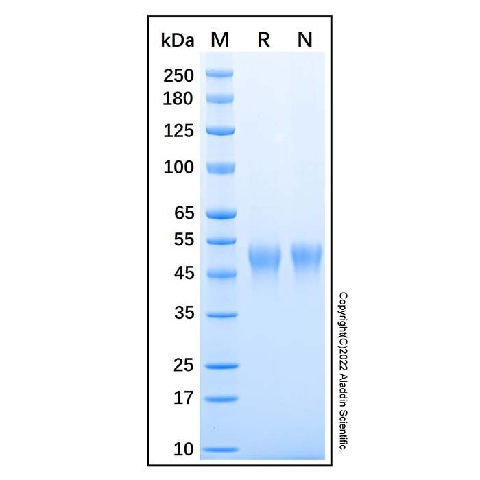 Recombinant Human CXCL16 Protein