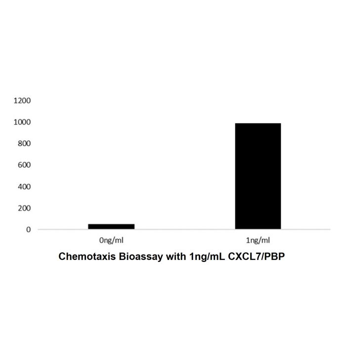 Recombinant Human CXCL7/PBP Protein