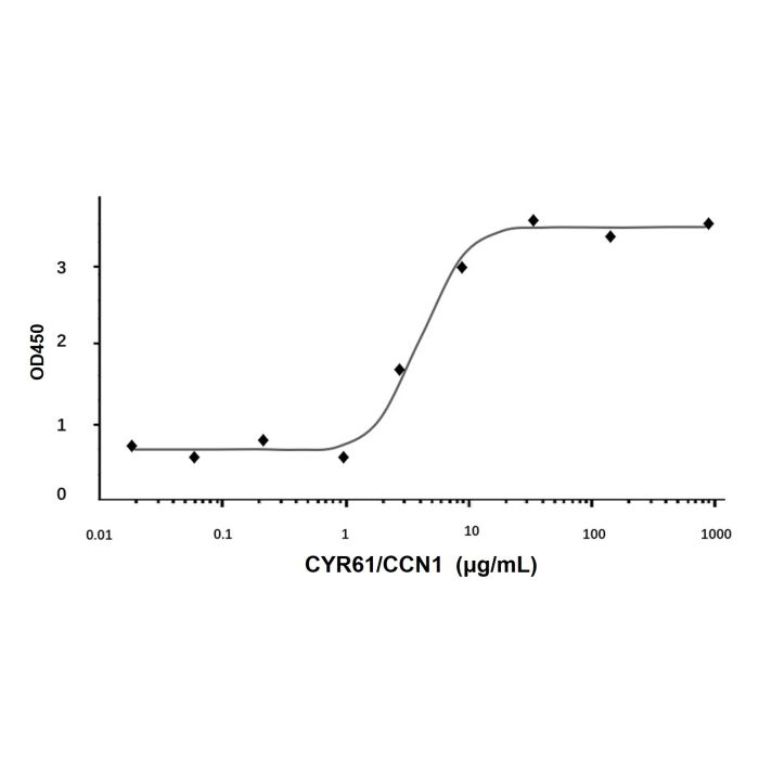 Recombinant Human CYR61/CCN1 Protein