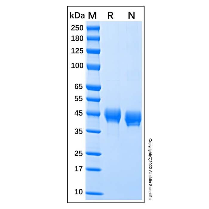 Recombinant Human DC-SIGN/CD209 Protein