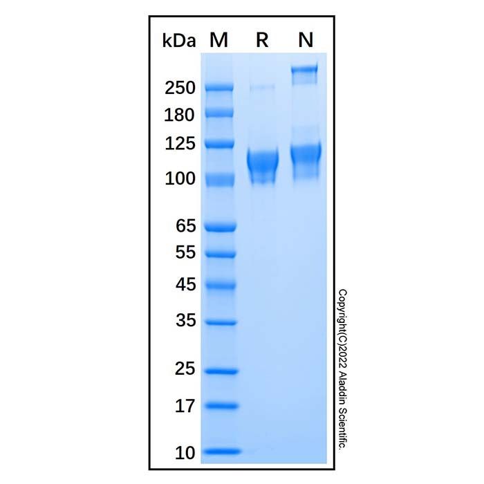 Recombinant Human ECE-2 Protein