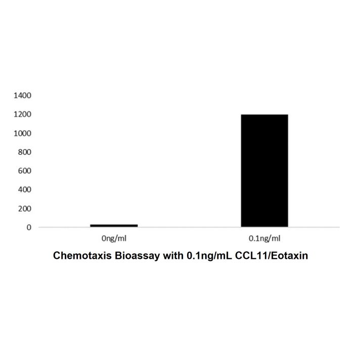 Recombinant Human CCL11/Eotaxin Protein