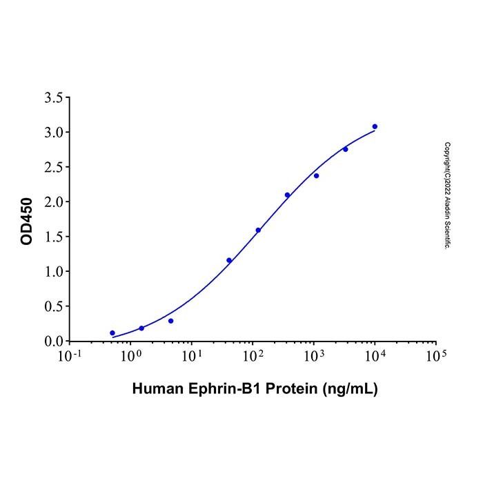 Recombinant Human Ephrin-B1 Protein