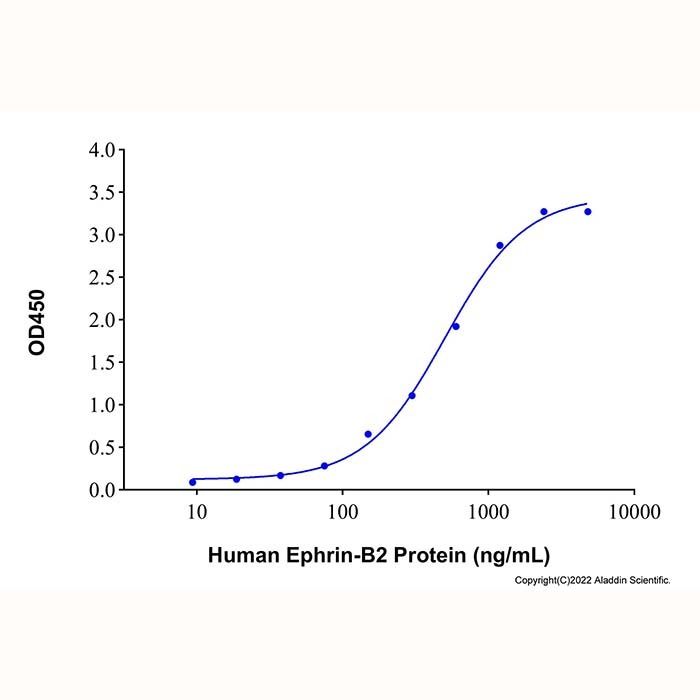 Recombinant Human Ephrin-B2 Protein