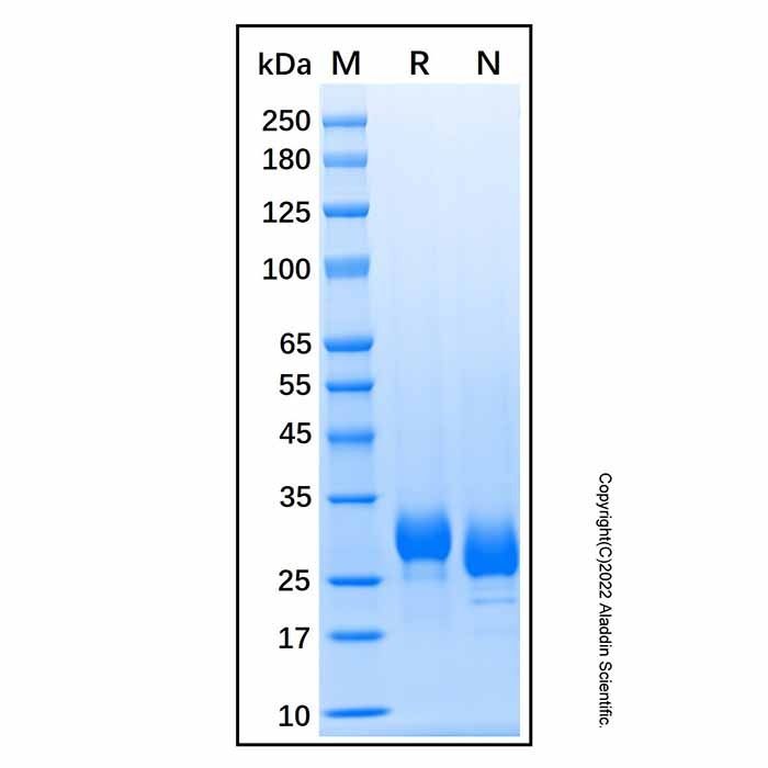Recombinant Human Ephrin-B3 Protein