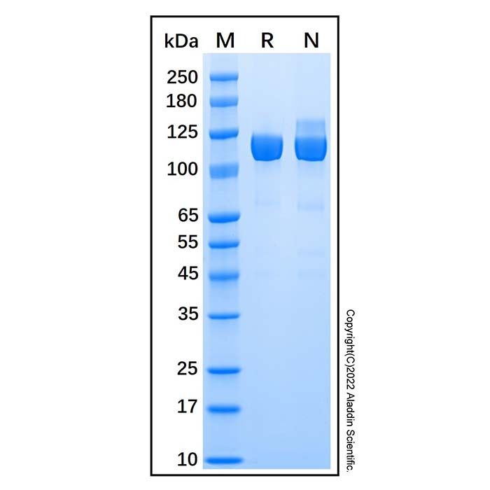 Recombinant Human Aminopeptidase LRAP/ERAP2 Protein