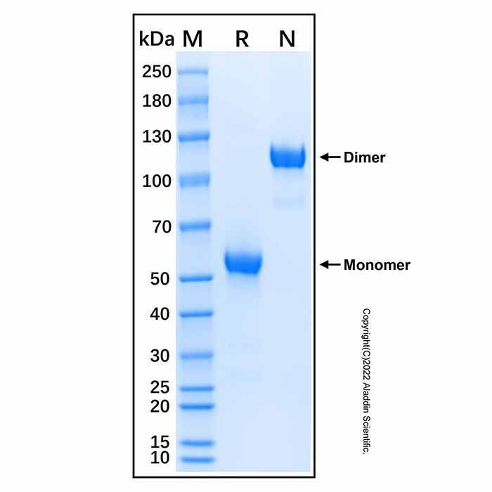 Recombinant Human Frizzled-4 Protein