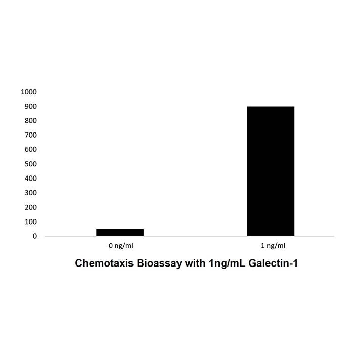 Recombinant Human Galectin-1 Protein