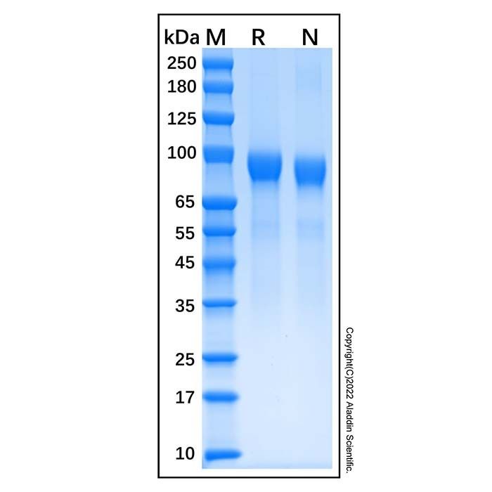 Recombinant Human G-CSFR/CD114 Protein