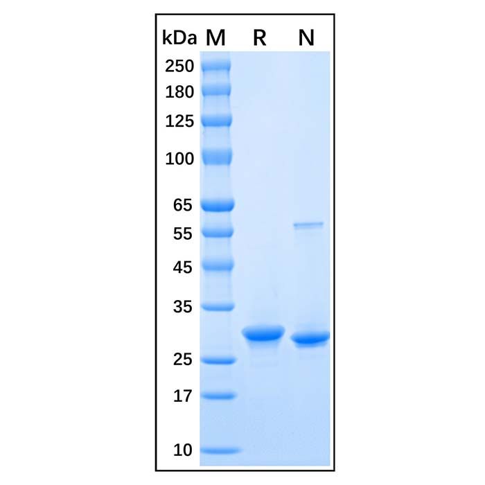 Recombinant Human HMGB1 Protein