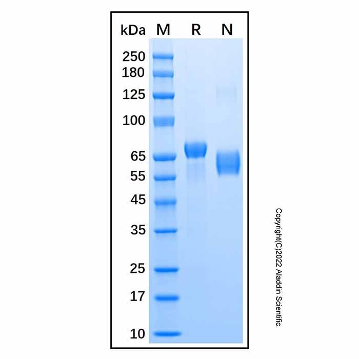 Recombinant Human HPRG Protein
