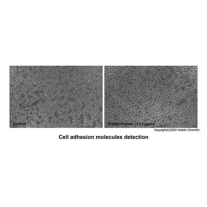 Recombinant Human ICAM-2/CD102 Protein