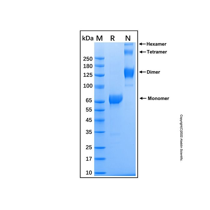 Recombinant Human IL-28 R alpha/IFN-lambda R1 Protein