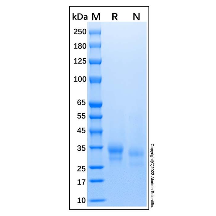 Recombinant Human IL-29/IFN-lambda 1 Protein