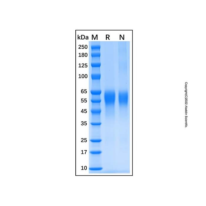 Recombinant Human IL-2RG/CD132 Protein