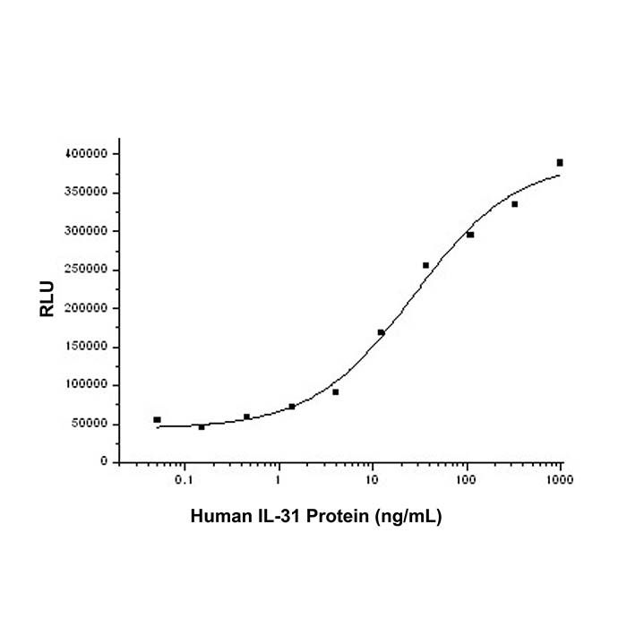 Recombinant Human IL-31 Protein