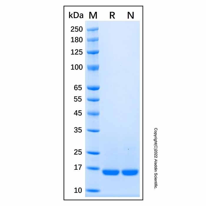 Recombinant Human IL-36 alpha/IL-1F6 Protein