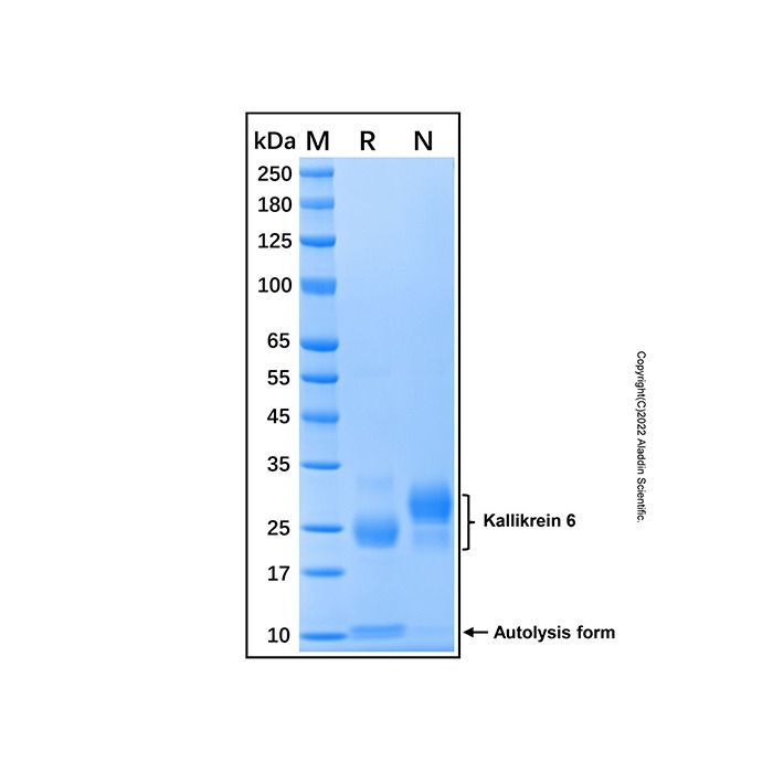 Recombinant Human Kallikrein 6 Protein