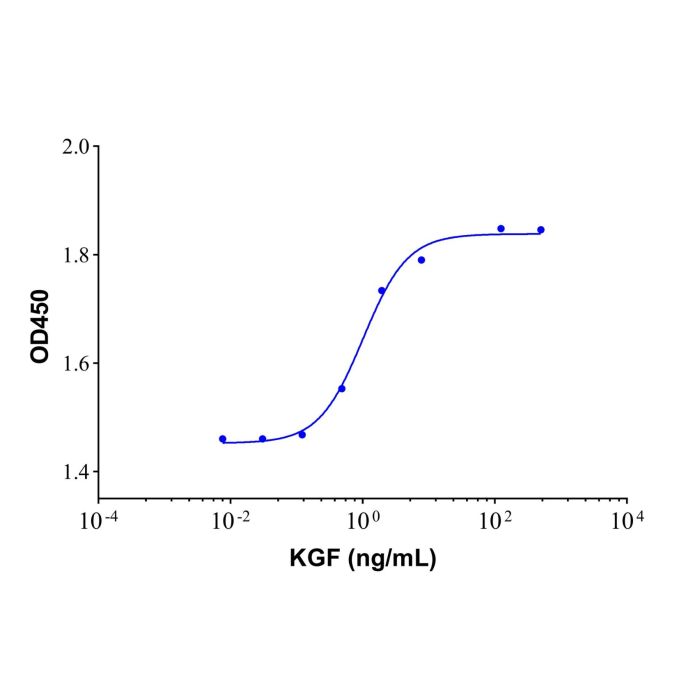 Recombinant Human KGF/FGF-7 Protein