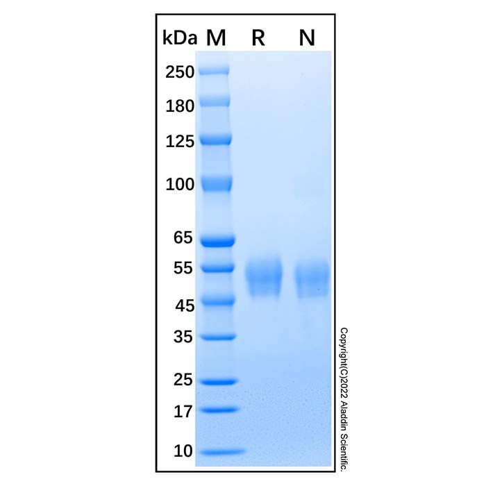 Recombinant Human Lumican Protein