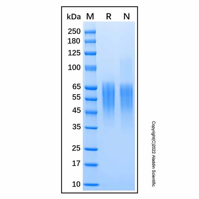 Recombinant Human C4.4A/LYPD3 Protein